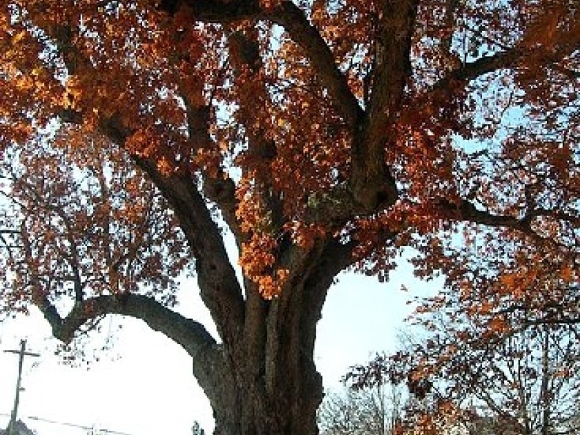 Arbre rouge lors d'une balade à Grand-Leez, mettant en valeur les couleurs automnales.