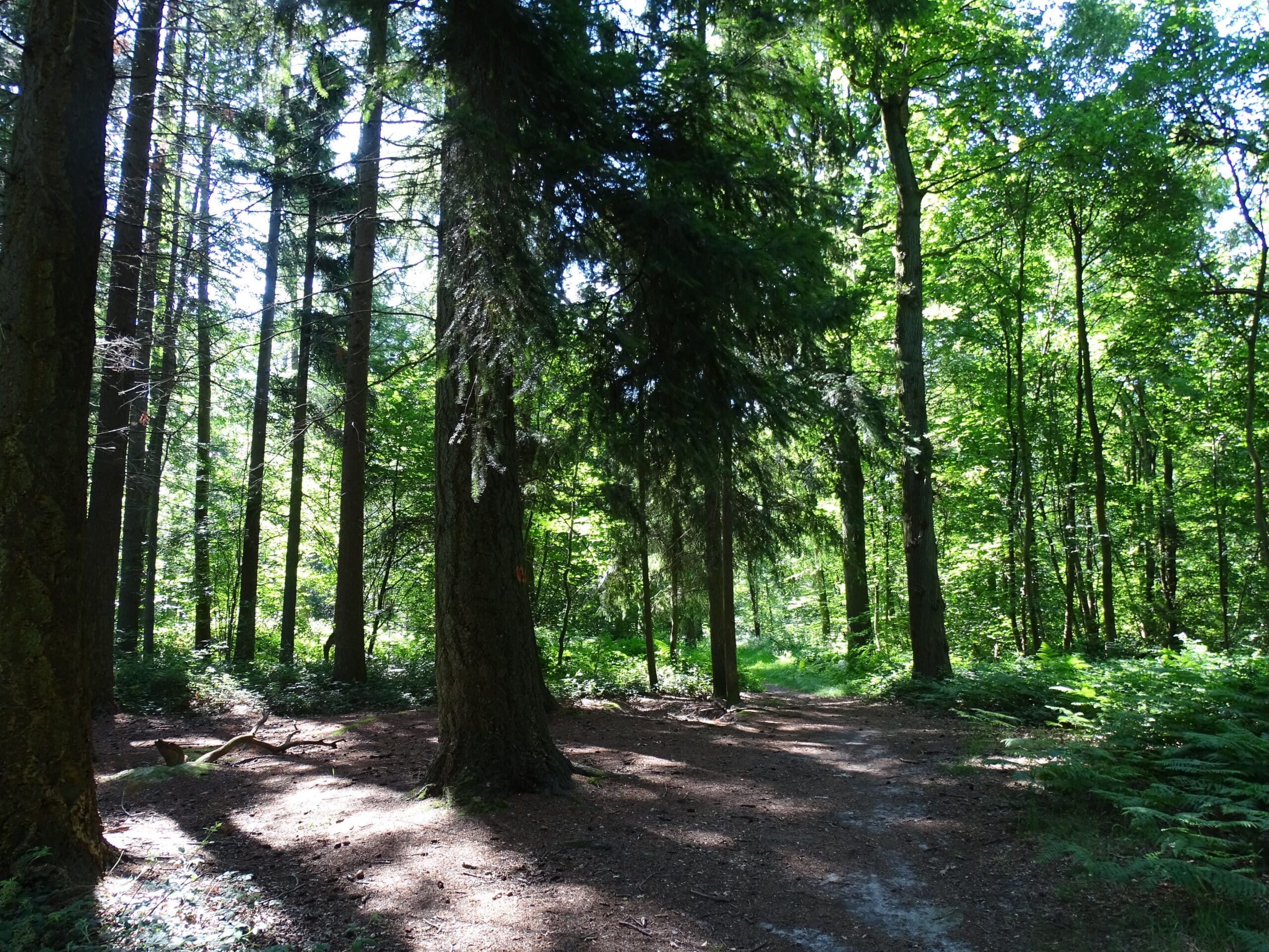 Balade dans le Bois de Grand-Leez, offrant une immersion dans la forêt dense et verdoyante.