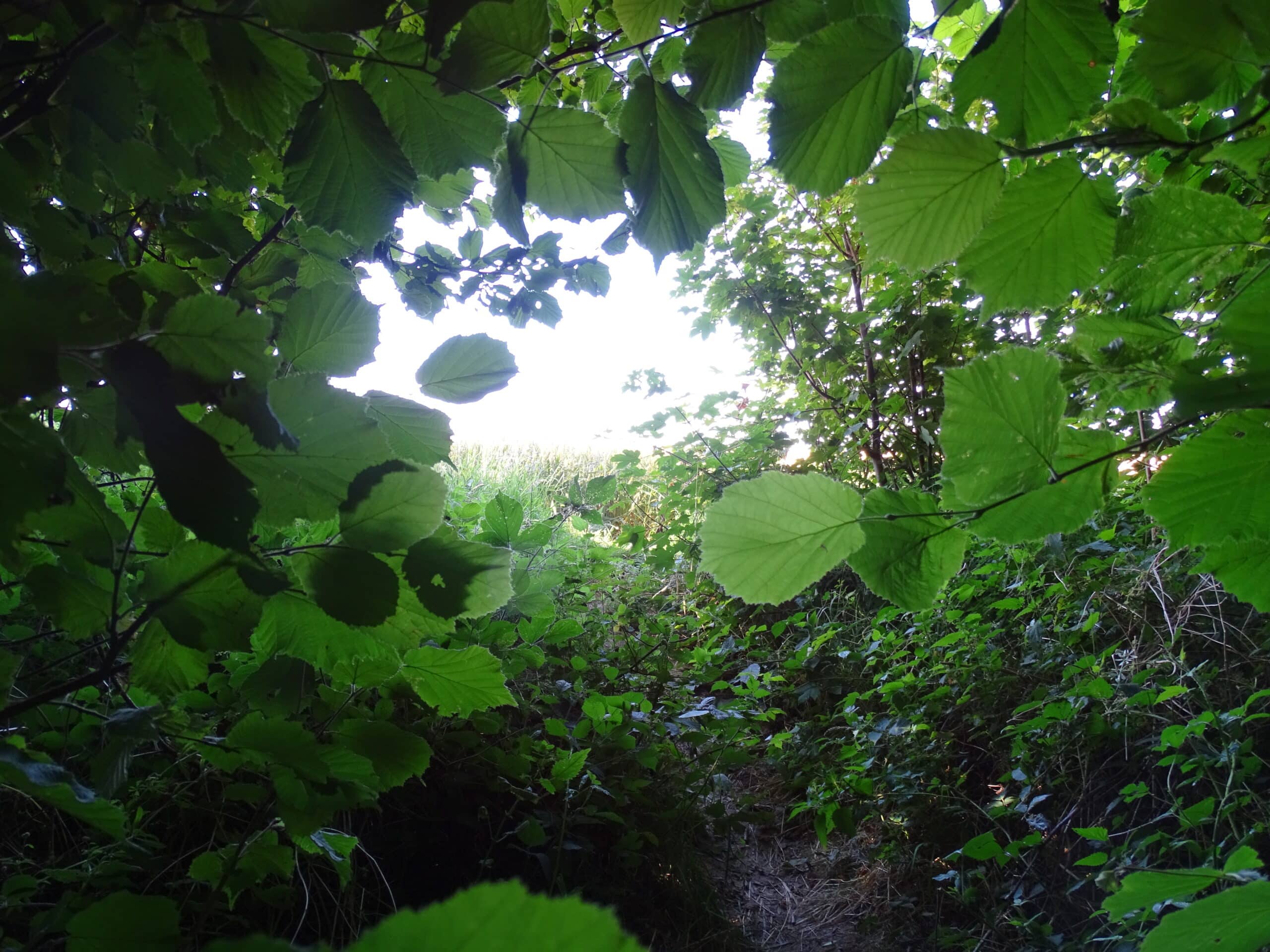 Balade dans le Bois de Grand-Leez, avec une vue sur la nature environnante et un angle sur la campagne.