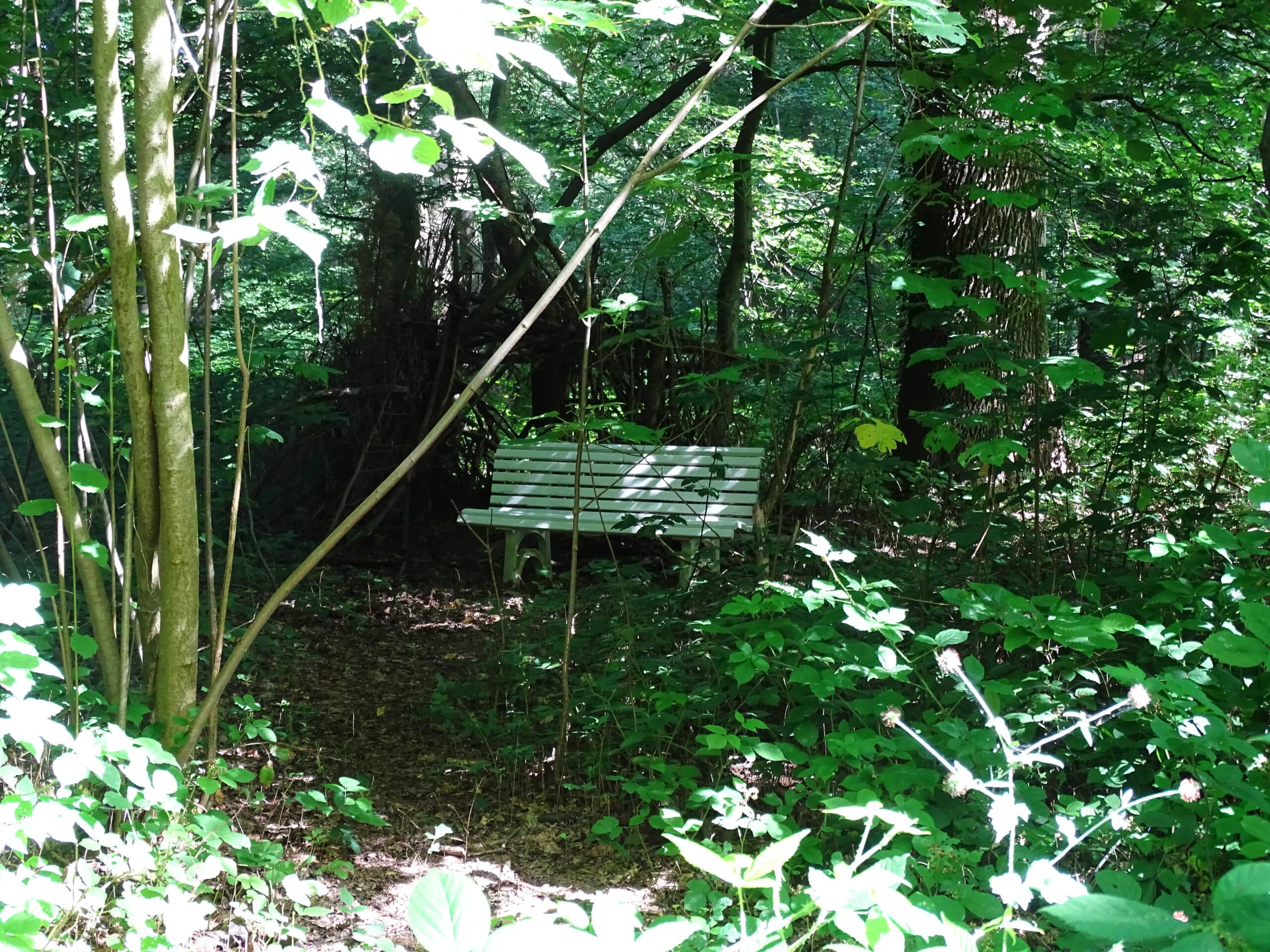 Banc en bois dans le Bois de Grand-Leez, offrant un lieu de repos au cœur de la nature.
