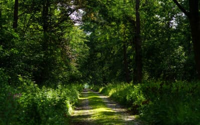 Wald von Grand-Leez