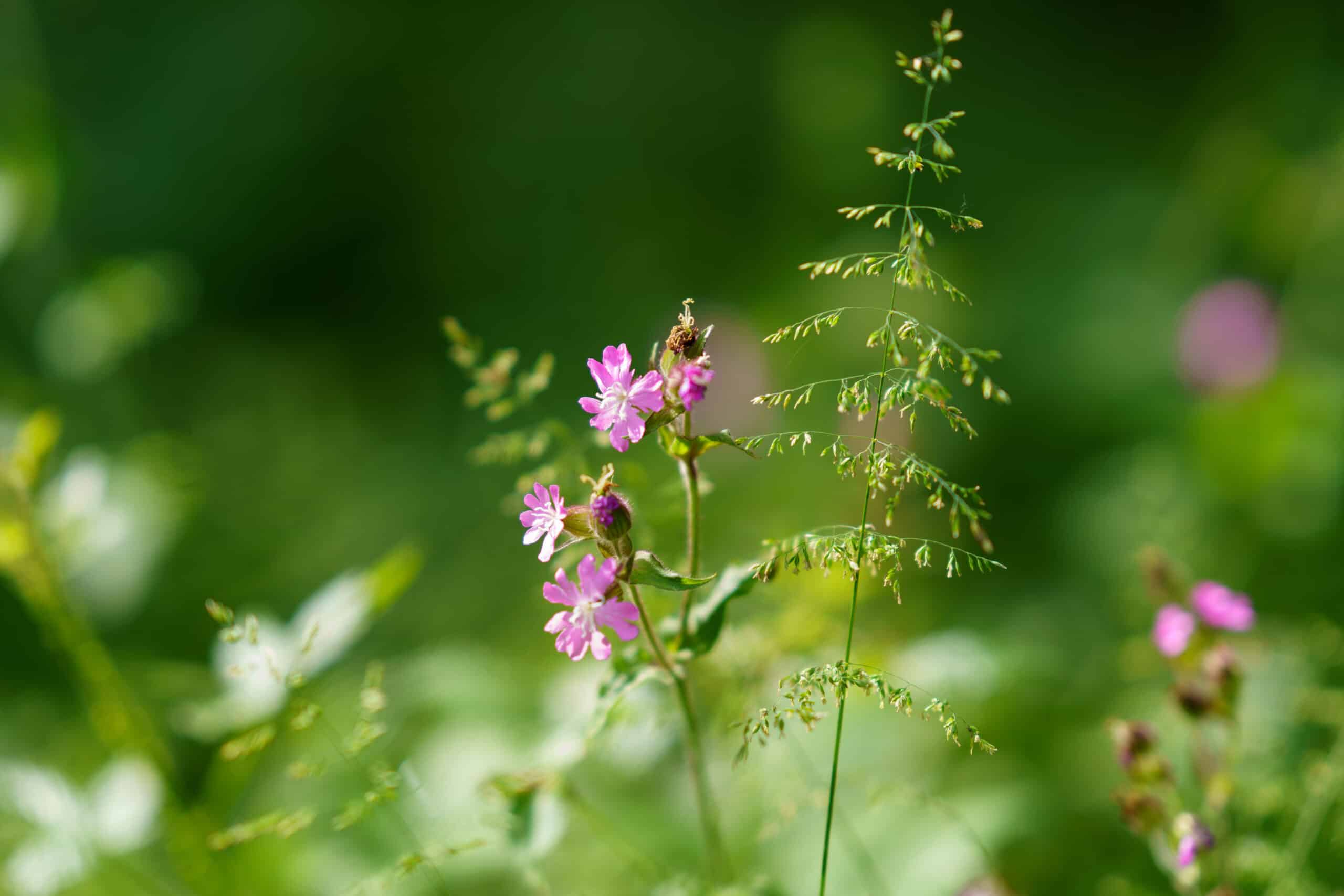Zoom sur des fleurs sauvages dans le Bois de Grand-Leez, mettant en valeur la beauté naturelle de la flore locale.