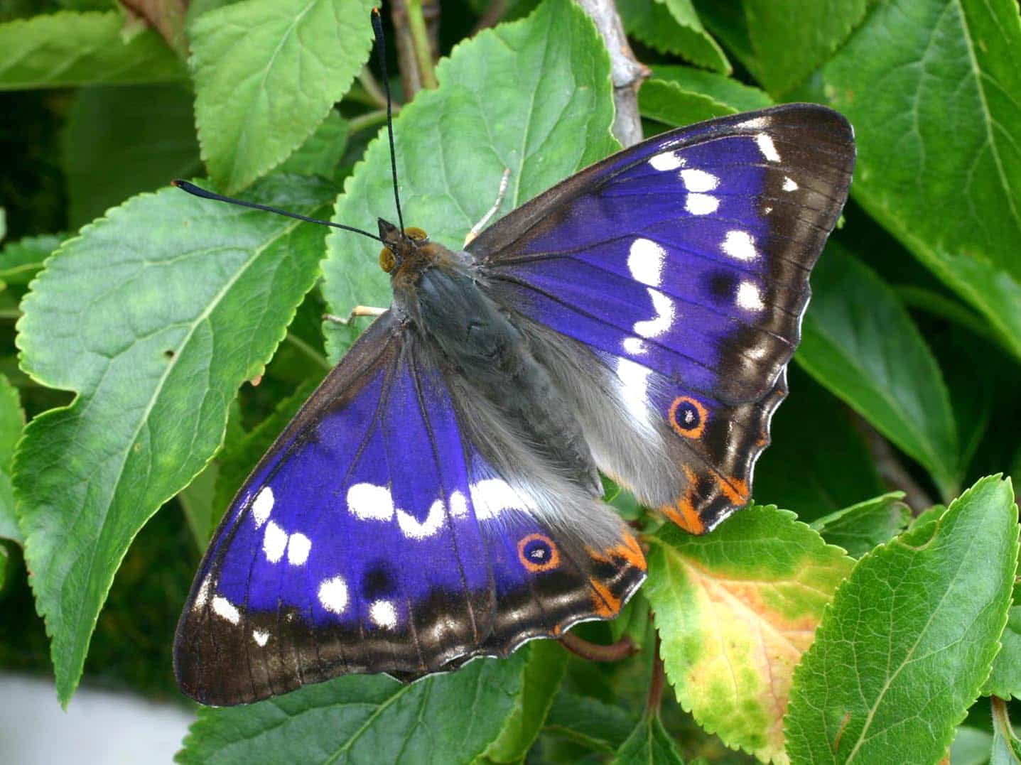 Zoom sur un papillon dans la nature du Bois de Grand-Leez, capturant la délicatesse de la faune locale.