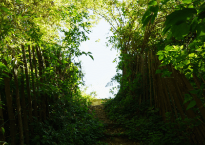Sentier plus sombre dans la réserve