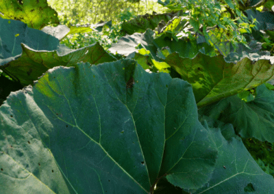 Zoom sur une plante dans la réserve