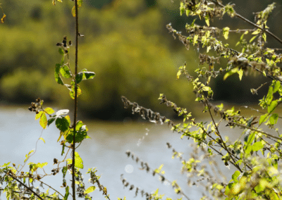 Zoom sur une plante avec le lac en fond