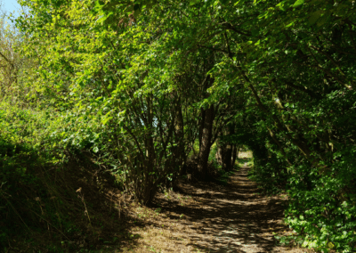 Magnifique sentier dans la réserve