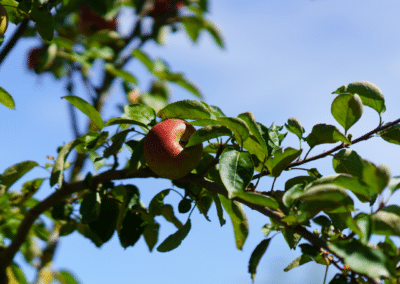 Zoom sur une pomme dans la réserve naturelle de l'Escaille