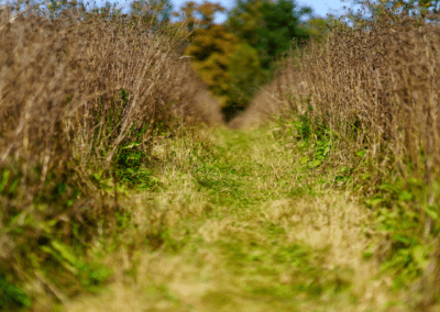 sentier menant à la réserve