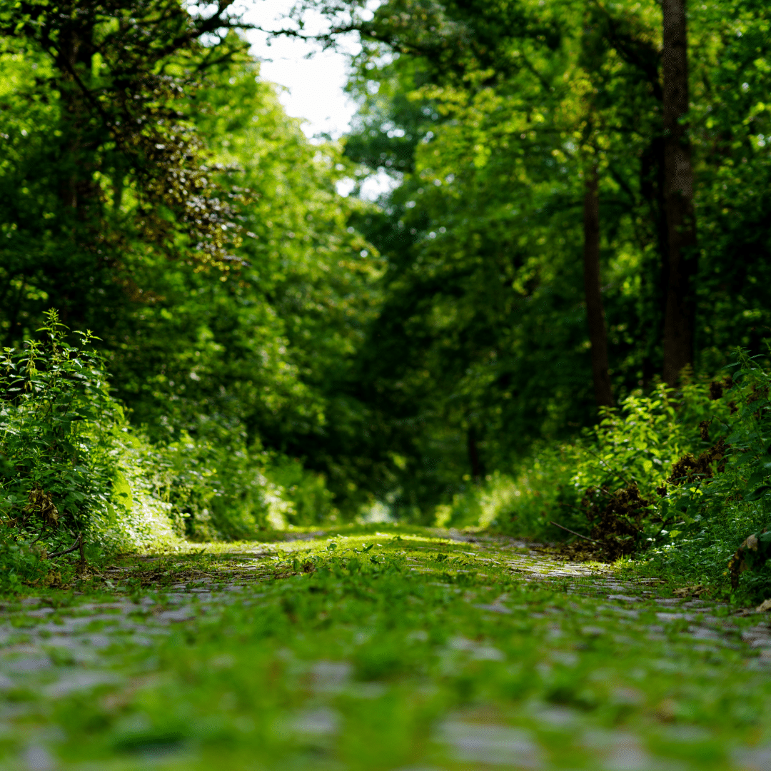 Bois de Grand-Leez chemin en pavé dans le bois