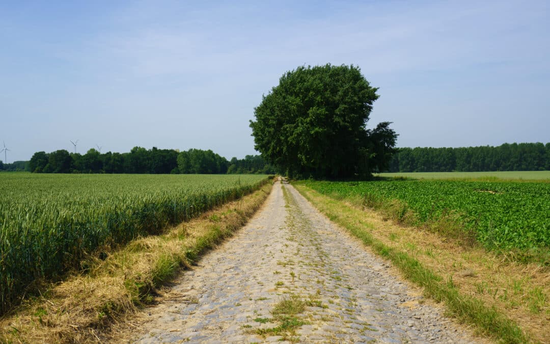 Create your walk