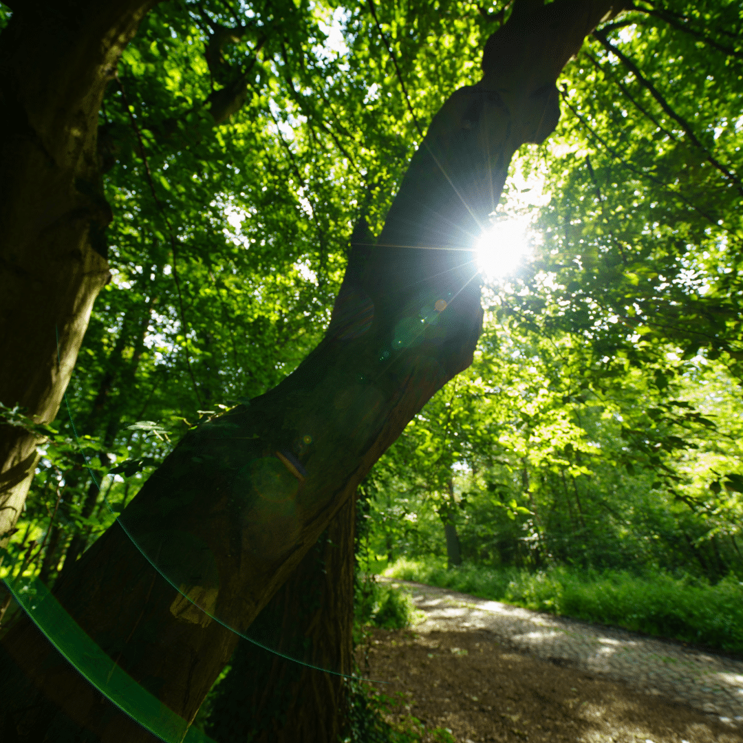 bois avec soleil dans le viseur