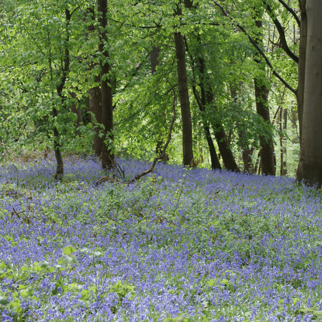 Balade Guy Toussaint Balade et forêt Guy Toussaint avec fleurs violettes