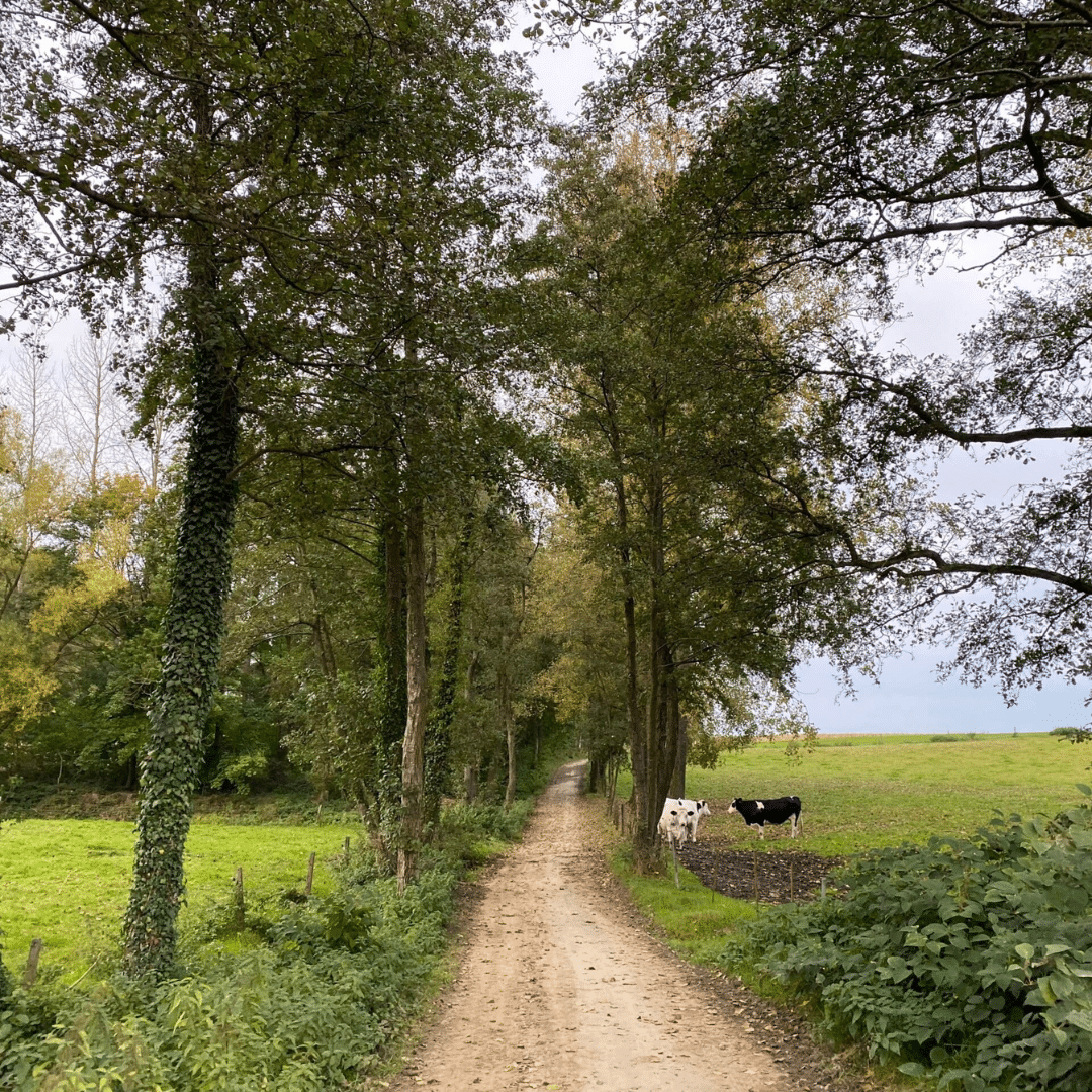 Balade chez Visit Gembloux photo de l'abbaye près de l'arboretum avec un couché de soleil à travers les arbres