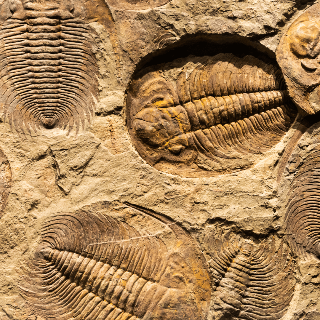 Fossiles à Gembloux Les statues Exit 11, un clin d’œil à l’art contemporain à Gembloux, photographiées par Denis Closon.