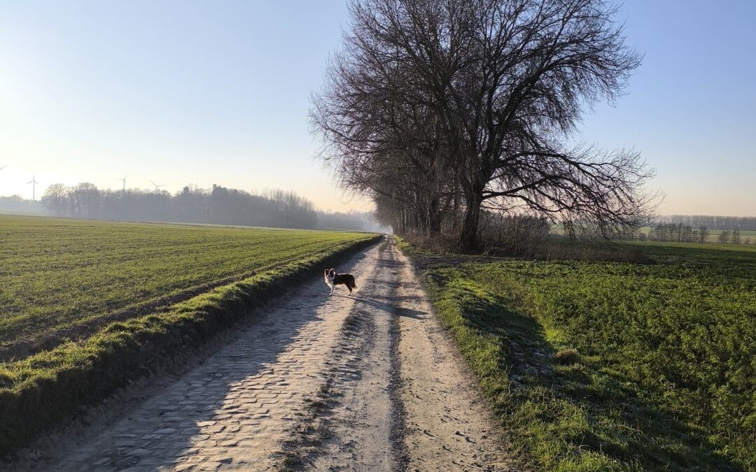 Campagne avec un magnifique sentier et ciel bleu. En prime, un chien dans la nature