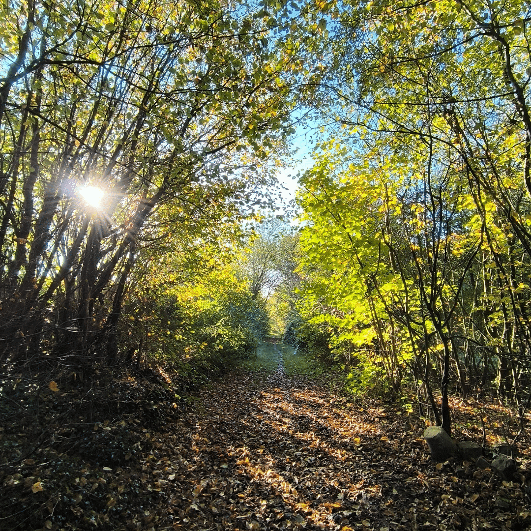 forêt avec soleil qui passe par les arbres